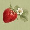 strawberry__jam